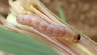 さとうきびにメイチュウ類　多発のおそれ