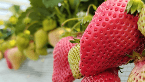 イチゴにハダニ類　県内全域で多発のおそれ