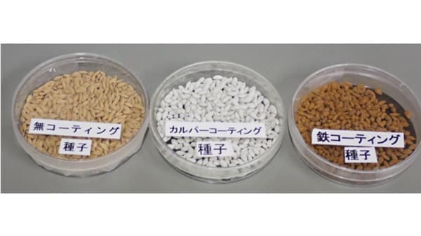 無コーティング種子湛水直播で業務用米生産を効率化　成果を公表　生研支援センター