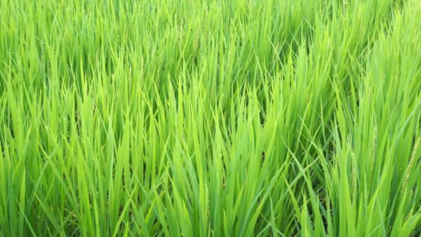 【注意報】普通期水稲に紋枯病　県下全域で多発のおそれ　宮崎県