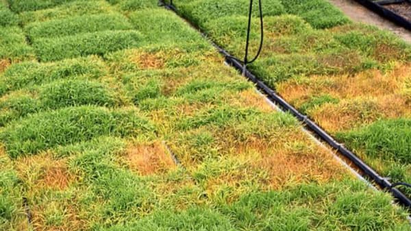 【注意報】イネに細菌病類　県下全域で多発のおそれ　岩手県