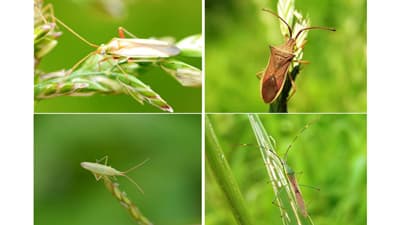 【注意報】水稲に斑点米カメムシ類　県内全域で多発のおそれ　福島県
