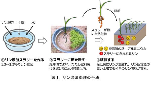 移植苗のリン浸漬処理でイネ増収と冷害回避に効果　アフリカの安定イネ生産に貢献　国際農研
