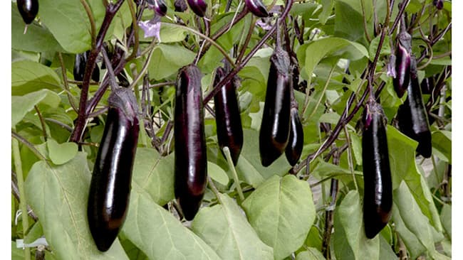 ナス多収化栽培技術確立に向け共同研究に着手　タキイ種苗と誠和