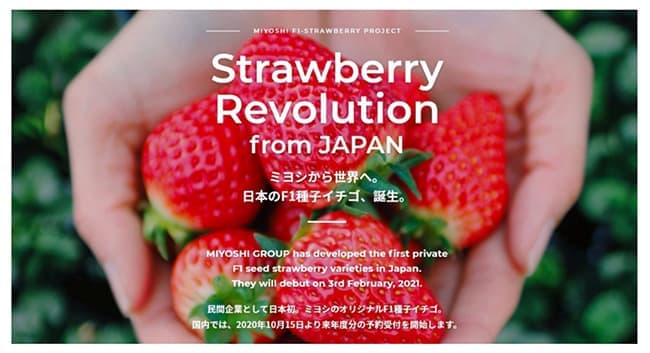民間レベル日本初の「F1種子イチゴ」販売へ　ミヨシグループ