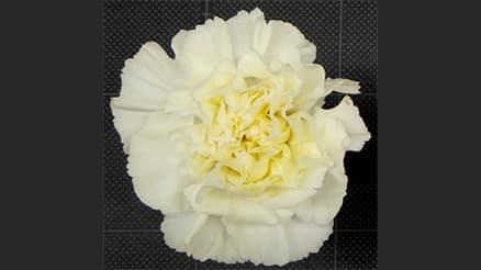 鮮やかな黄色いカーネーションに期待　東京農工大と農研機構