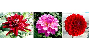 ダリア新品種の原種苗提供の予約開始　農研機構