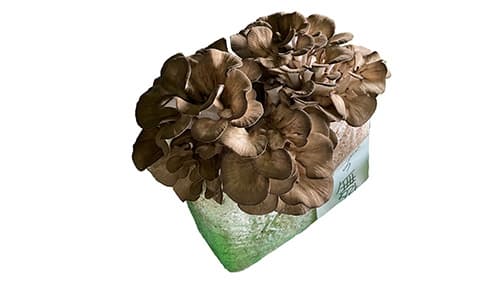 インフルワクチン効果高める作用も　北海道発の新マイタケ生産に成功