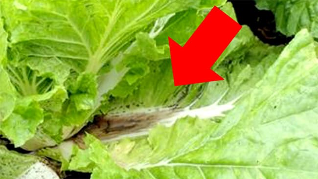 作物別の病虫害防除を公表