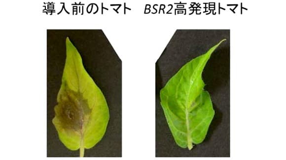 重要病害に強いトマトを作出　農研機構