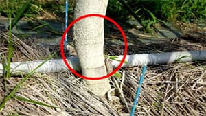 株枯病に強いイチジク台木新品種を育成　農研機構