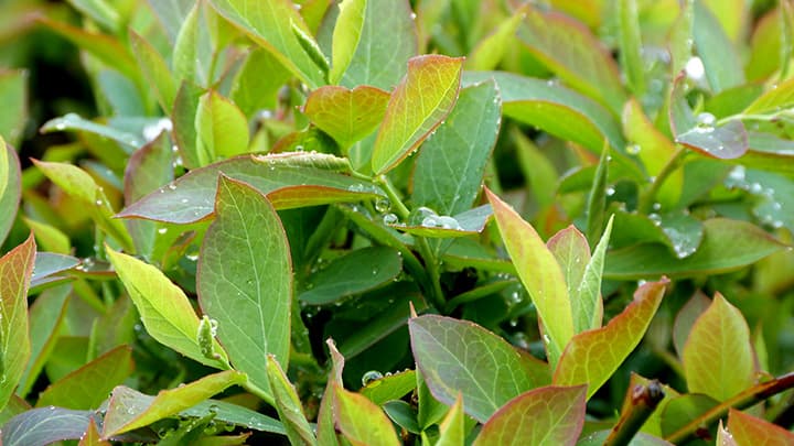 ブルーベリー抽出成分から新型コロナ不活化効果　宮崎大学が発表