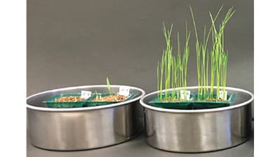 微生物でイネもみ枯細菌病を抑制　農研機構
