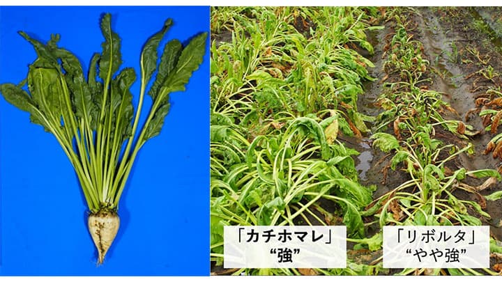 テンサイ新品種「カチホマレ」を育成　農研機構