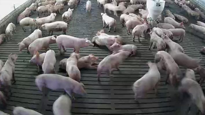 養豚テクノロジーのEco-Pork、IoT連携など2つの技術実証事業を完了