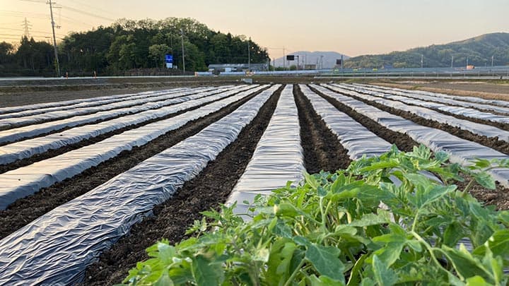 スマートIC栽培実験農場で加工用トマトの実証栽培を開始　ヤンマー×カゴメ×長浜市