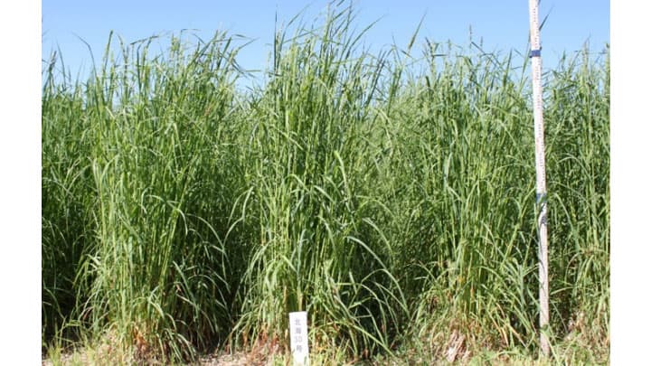 牧草新品種「えさじまん」の種子販売を開始　農研機構、雪印種苗