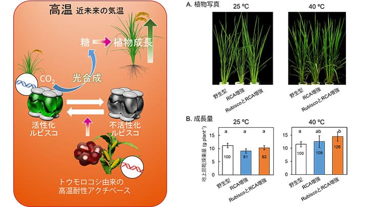 地球温暖化に適応　イネの生産性25%アップに成功　東京大学