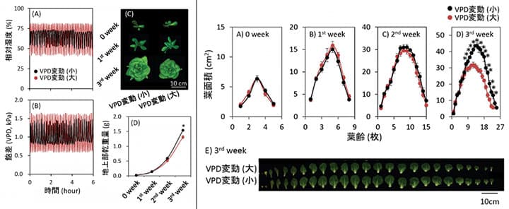 植物工場　飽差の変動抑えレタスの収量アップに成功　東大大学院農学生命科学研究科