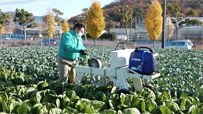 腰を曲げた辛い作業を解消　越冬ハクサイの頭部結束機を開発　農研機構