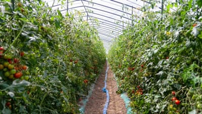 垂直農法作物の市場規模　2027年に10億2133万米ドル到達を予測