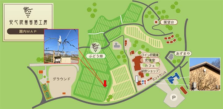 Wi-Fiメッシュで広域なぶどう畑のWi-Fi化を実現　PicoCELA