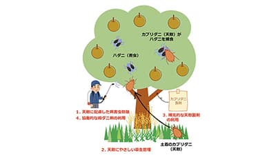 天敵を主体としたハダニ類の防除体系作業手順書　リンゴ・ナシ編など公開　農研機構