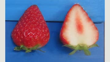四季成り性のイチゴ新品種「夏のしずく」育成　端境期の夏秋期に生産可能　農研機構