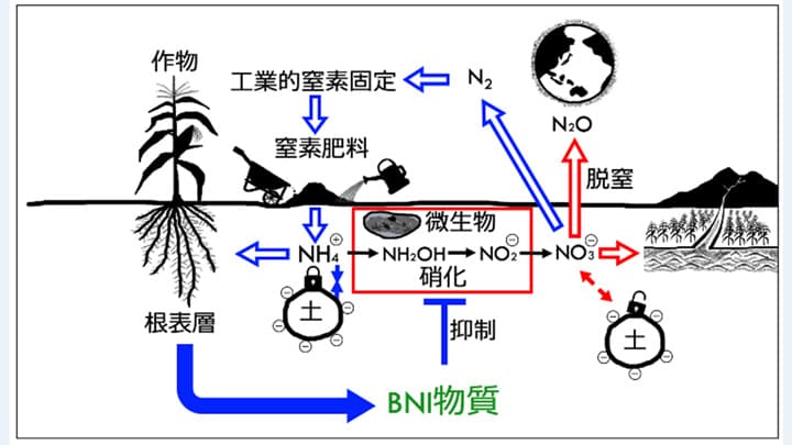 世界初　トウモロコシ根からの生物的硝化抑制物質を発見　国際農研×農研機構
