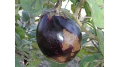 露地ナスの褐紋病に注意