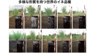 干ばつでイネの根が貧弱化する仕組みを解明　強いイネ品種開発に期待　農研機構