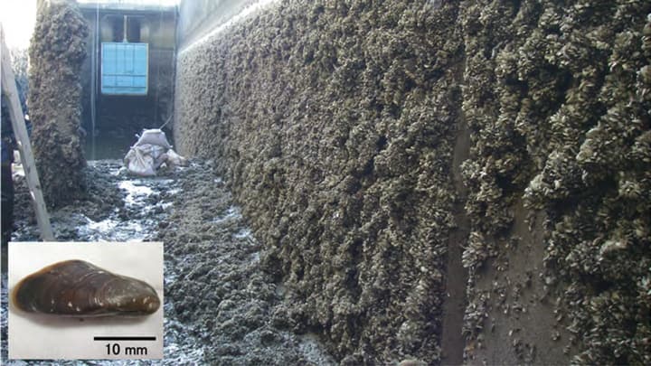 特定外来生物「カワヒバリガイ」水の分析で高感度に検出　農研機構