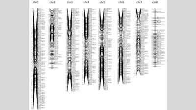 国際連携で巨大なタマネギゲノム解読　山口大、東北大など研究グループ