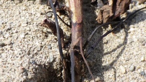 サツマイモ基腐病を県内初確認