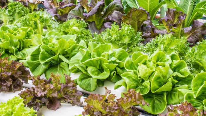 世界のアクアポニックス市場　2026年までに10億1900万ドル到達見込み