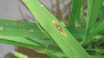 葉いもちの発生　平年より多く　府内全域で注意