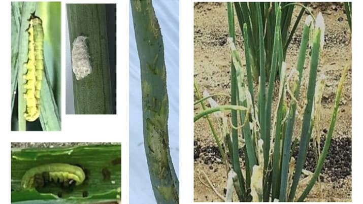 豆類、野菜類にシロイチモジヨトウの発生を確認