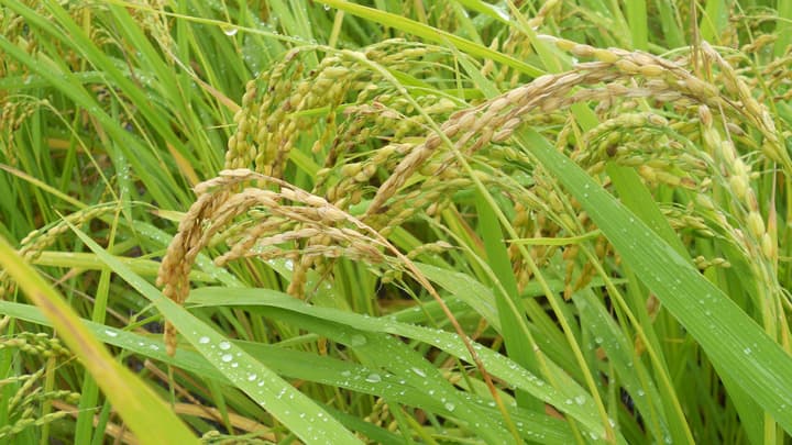 いもち病の発生　平年より多く　県内全域で注意