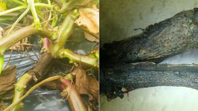 サツマイモ基腐病　道内で新発生