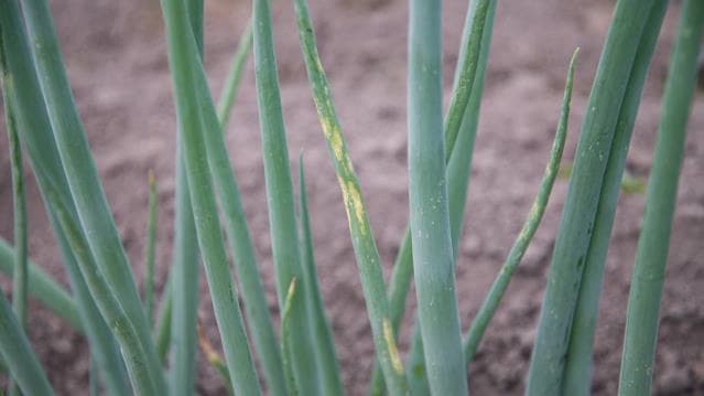 ネギとトルコギキョウに「アイリス黄斑ウイルス」県内初の発生を確認