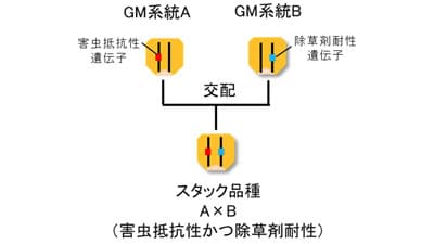 遺伝子組換え作物の混入率を正確に評価「グループ検査法」国際標準化　農研機構