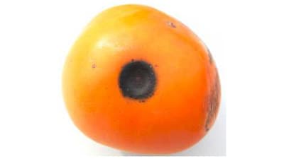 カキに炭疽病　県内全域で発生確認