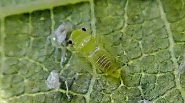 うめ・ももに県内未発生のヨコバイ科「Singapora shinshana」発生