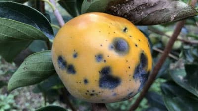 カキ炭疽病　県下全域で発生　秋雨と台風14号の影響で増加