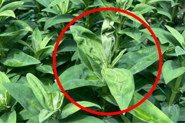 リンドウで国内初　トマト黄化葉巻ウイルスが県内で発生