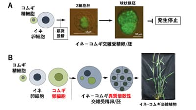 世界初　コムギとイネの雑種植物の作出に成功　東京都立大学