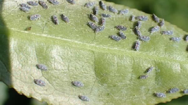 チャトゲコナジラミの成幼虫　本島中北部で発生