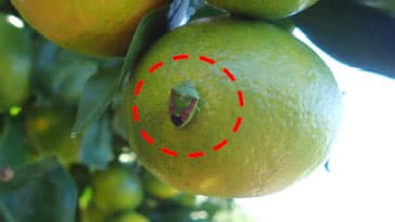 チャバネアオカメムシなど果樹カメムシ類県下全域で発生