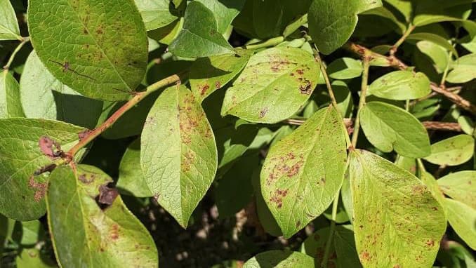 ブルーベリーにうどんこ病　県内で初確認