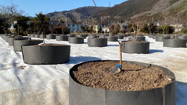 スマート農業技術を応用「根域制限栽培」で相模原市・地権者と三者協定　Gitobi